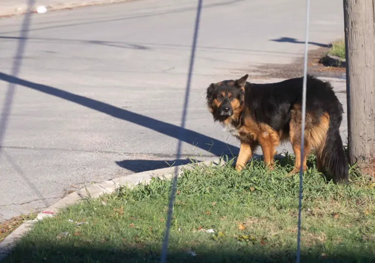 Animal Care Services says roaming dog problem is improving in San Antonio, but not every loose dog call gets a response