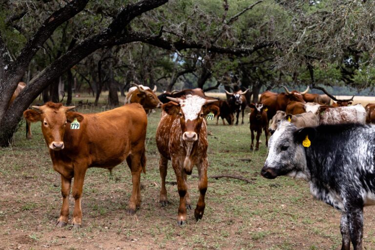 Texas confirms 5 New World screwworm cases as federal response intensifies